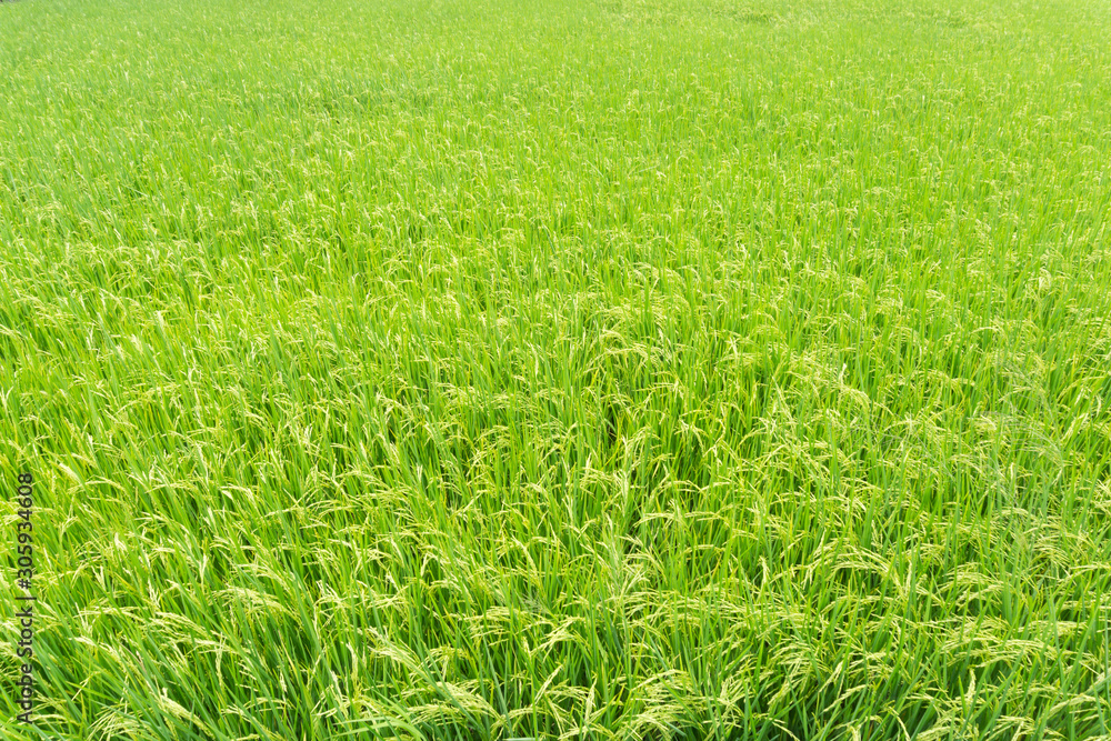 Beautiful Organic green paddy field in Thailand. Beautiful Organic green paddy field in Thailand.