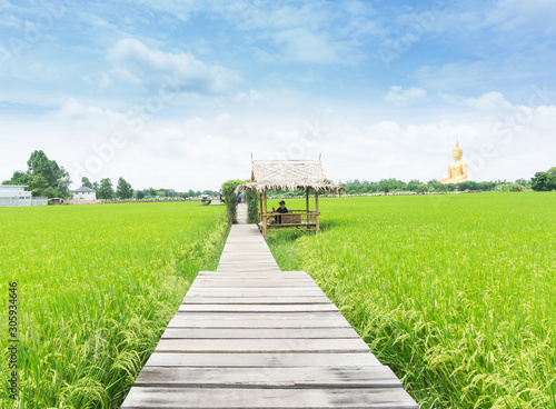 Green rice fields and wooden bridges for walking around. © black_J