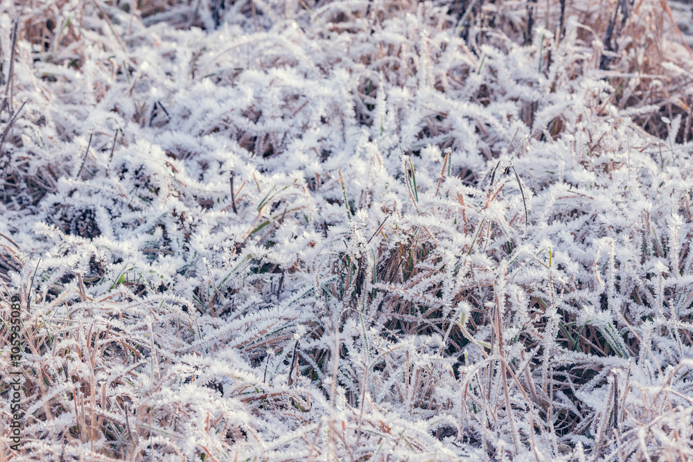 Dry and frozen plants on the meadow at sunny winter morning time. Dry and frozen plants on the meadow at sunny winter morning time.