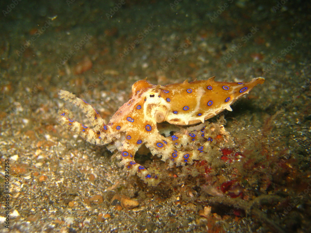 Blauring-Oktopus