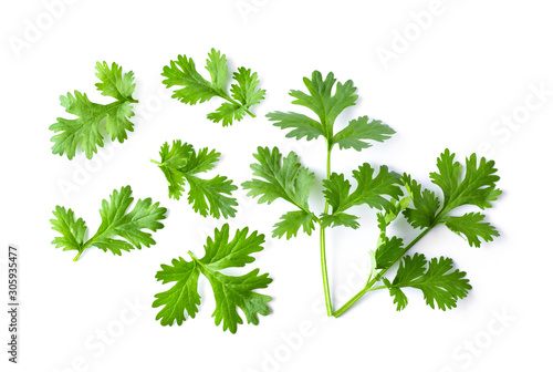 Green coriander leaves close-up, isolation on a white background