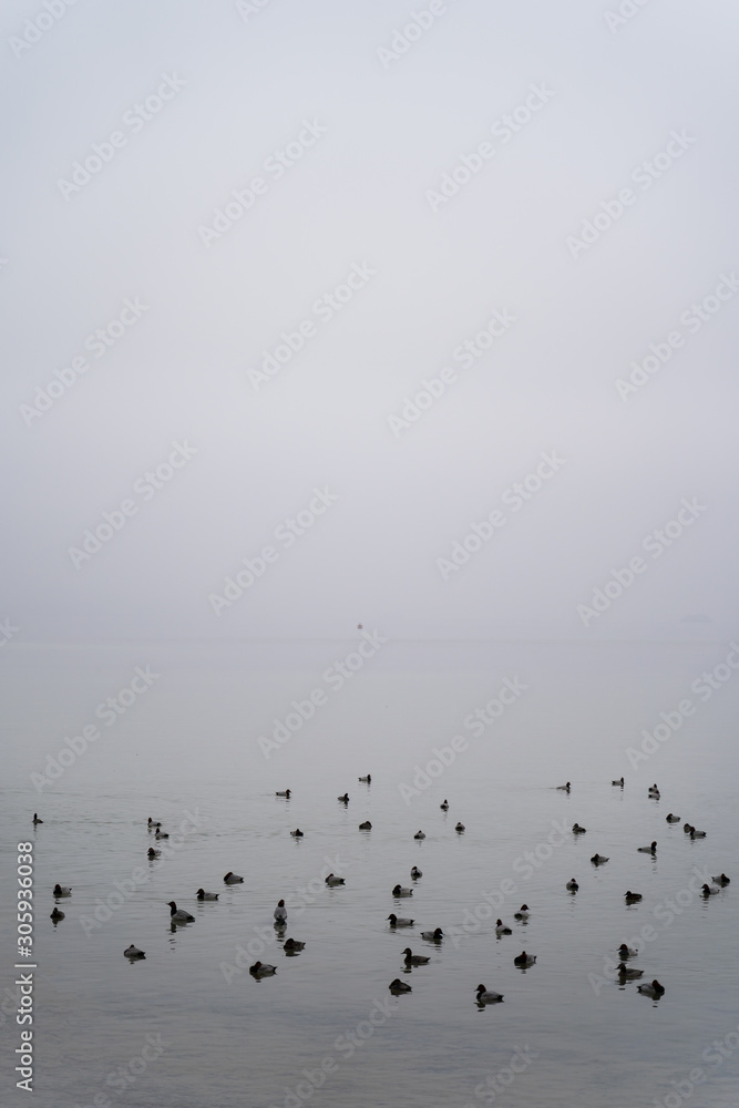 flock of birtsin sea lake cloudy sky flock of birtsin sea lake cloudy sky