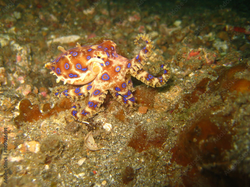Blauring-Oktopus