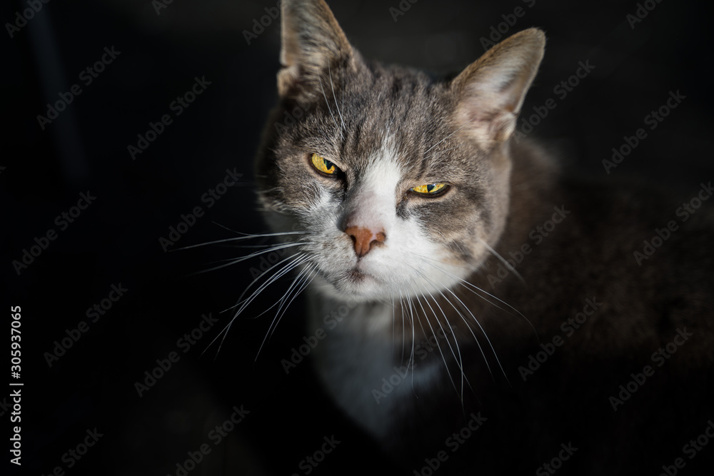 portrait of a cat witz hyptnotizing eyes portrait of a cat witz hyptnotizing eyes
