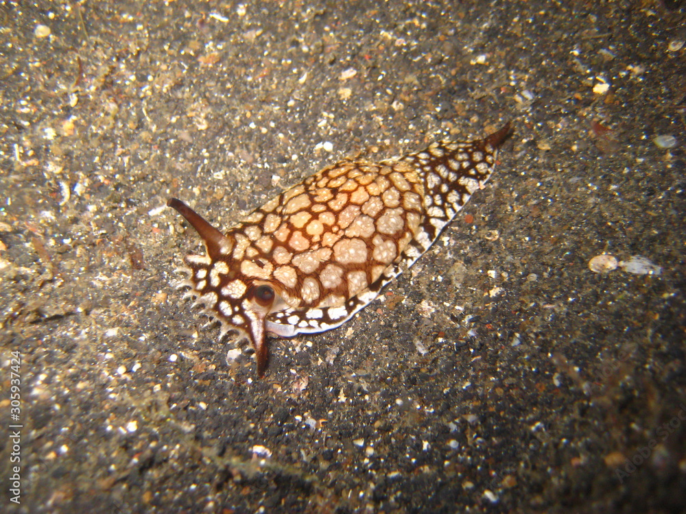 Flankenkiemer