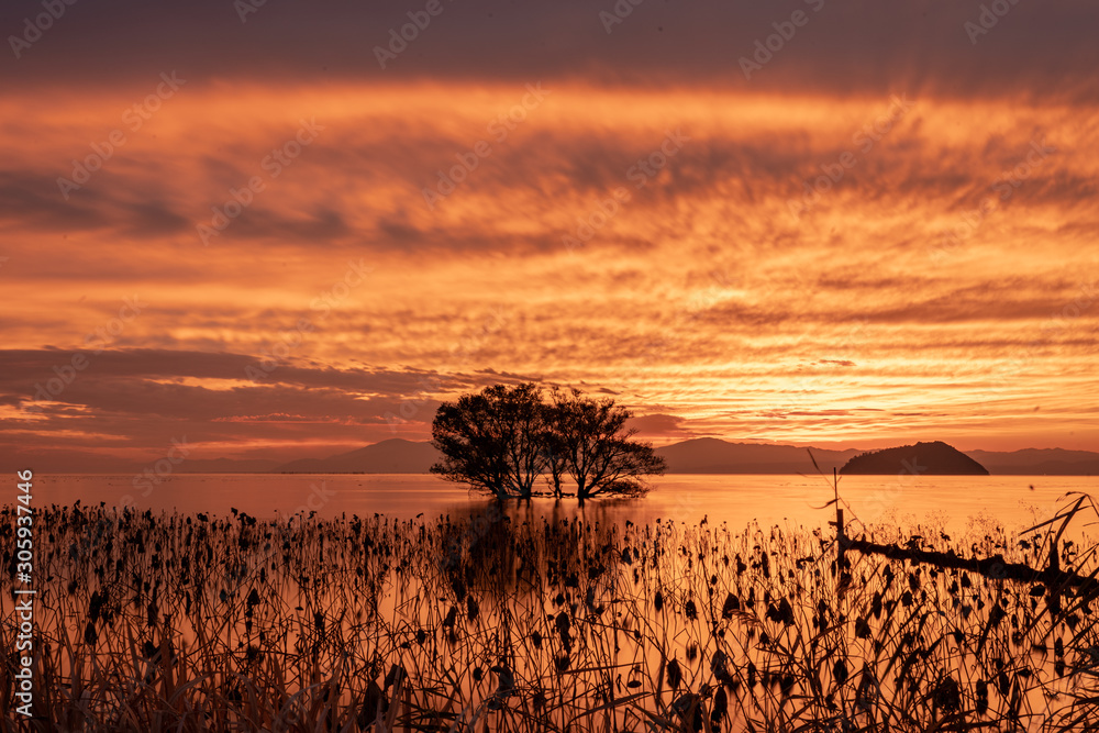 水中木 Stock Photo Adobe Stock 水中木 Stock Photo Adobe Stock