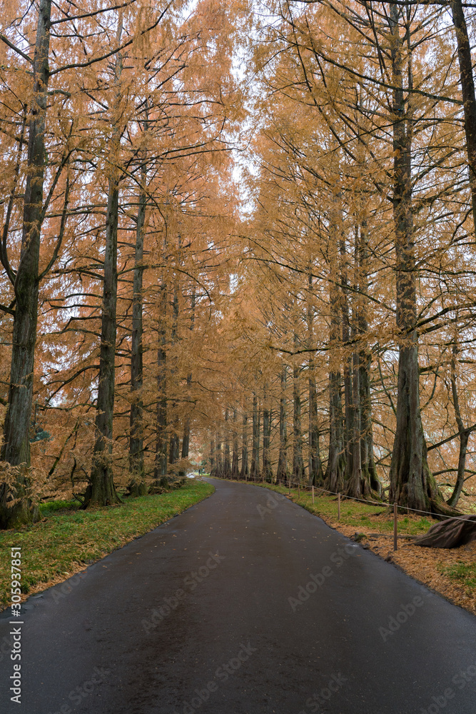 Naklejka premium road in the forest