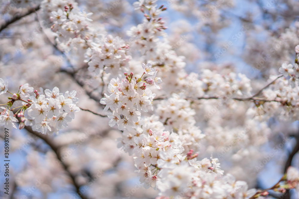 close up marco full bloom cherry blossom beauiful Sakura tree at japan cherry blossom forecast pink asian flower perfact season to travel and enjoy japanese culture idea long weekend holiday relax close up marco full bloom cherry blossom beauiful Sakura tree at japan cherry blossom forecast pink asian flower perfact season to travel and enjoy japanese culture idea long weekend holiday relax