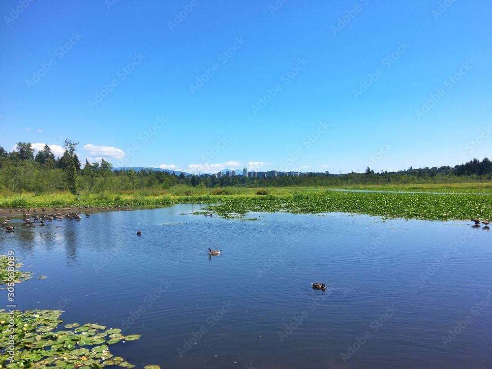 Geese in Burnaby Lake
