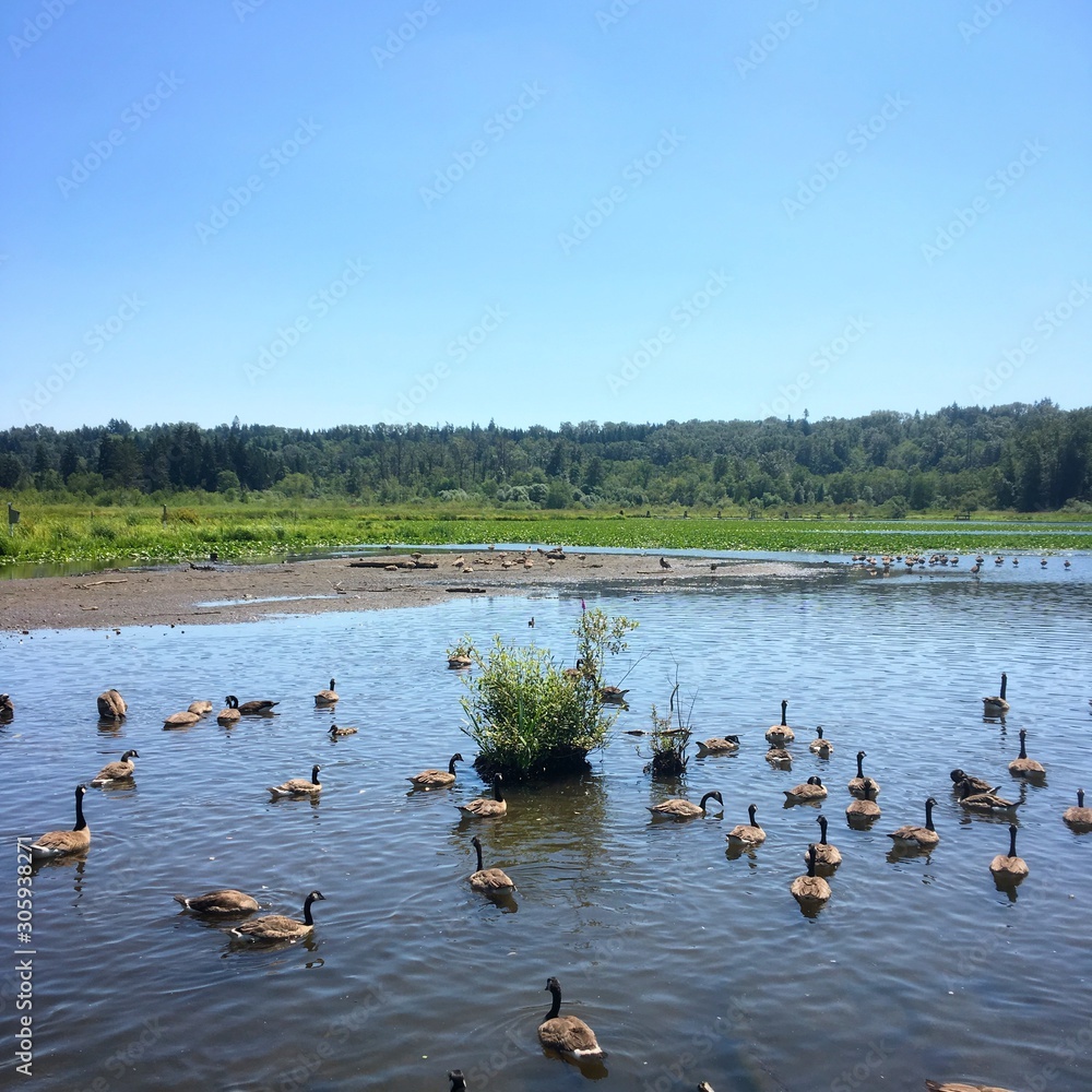 A group of Canada Goose swimming in Burnaby Lake Regional Nature Park, British Columbia on a sunny day.