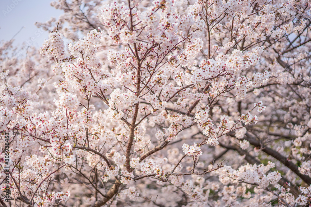 close up marco full bloom cherry blossom beauiful Sakura tree at japan cherry blossom forecast pink asian flower perfact season to travel and enjoy japanese culture idea long weekend holiday relax close up marco full bloom cherry blossom beauiful Sakura tree at japan cherry blossom forecast pink asian flower perfact season to travel and enjoy japanese culture idea long weekend holiday relax