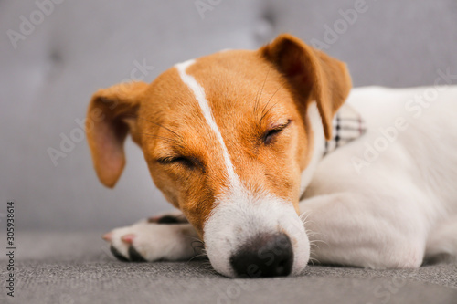 Cute five months old Jack Russel terrier puppy with folded ears basking on grey textile couch. Small adorable doggy with funny fur stains, wearing collar at home. Close up, copy space, background. © Evrymmnt