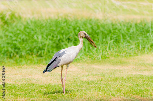 Asian open-bill, A stork is standing and looking for meal on nature background.