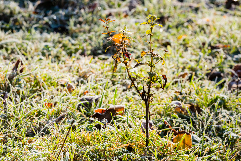 young tree with autumn leaves and grass in hoarfrost young tree with autumn leaves and grass in hoarfrost