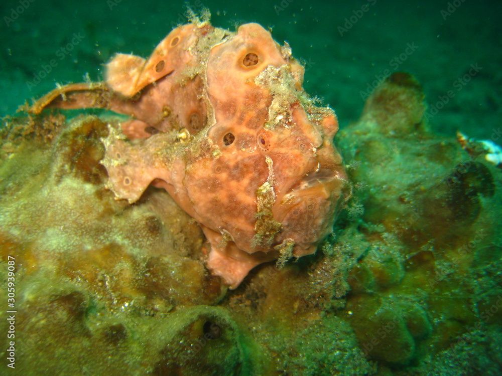 Anglerfisch