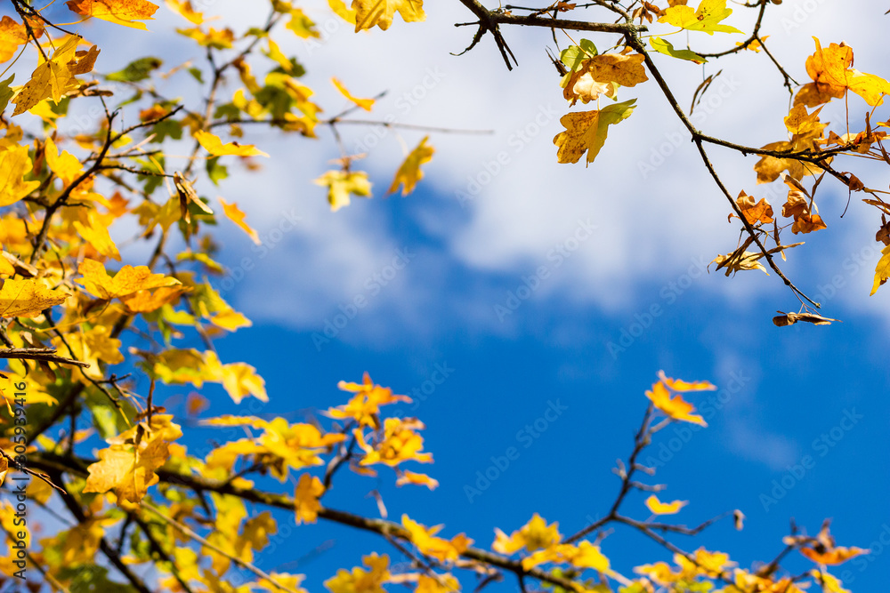 tree branches with yellow autumn leaves against the blue sky tree branches with yellow autumn leaves against the blue sky