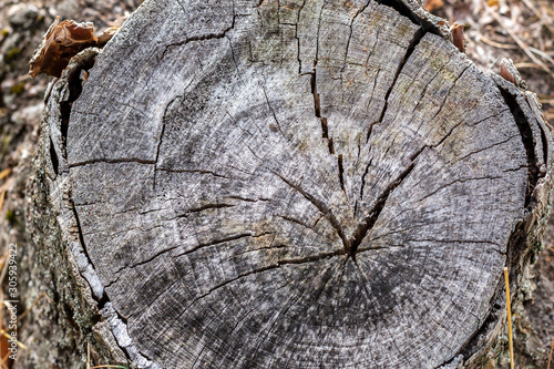 texture of tree stump © Chmutphoto