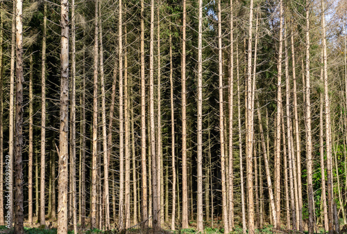 Fototapeta Naklejka Na Ścianę i Meble -  Bare trees in the forest