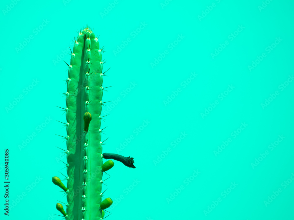 Cactus on green background with copy space Cactus on green background with copy space