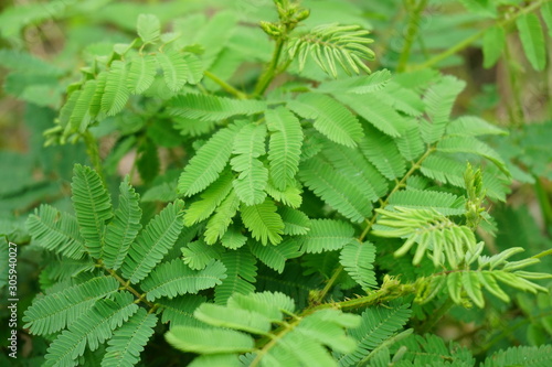 Close up of Sensitive plant or mimosa pudica plant photo