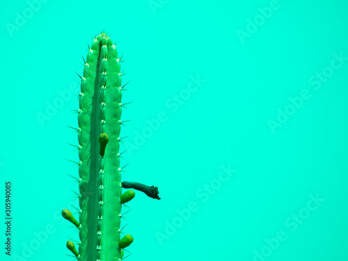 Fototapeta Naklejka Na Ścianę i Meble -  Cactus on green background with copy space