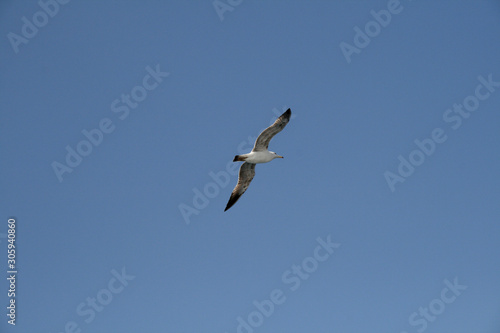 Seagull flying in the air, blue sky