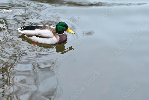 Photography Beautiful colorful drake in the lake water swimming in the park alone