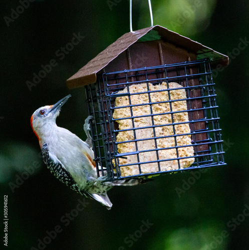 Red bellied Woodpecker