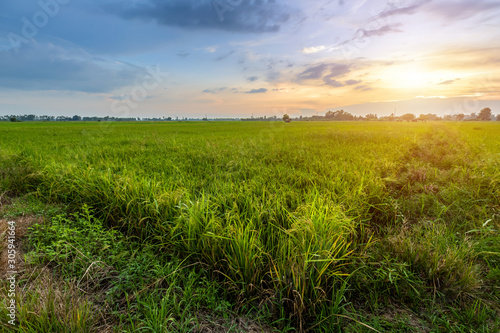 Beautiful environment landscape of green field cornfield or corn in Asia country agriculture harvest with sunset sky background.