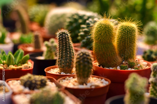 Close up view cactus in a pot with blurred background.