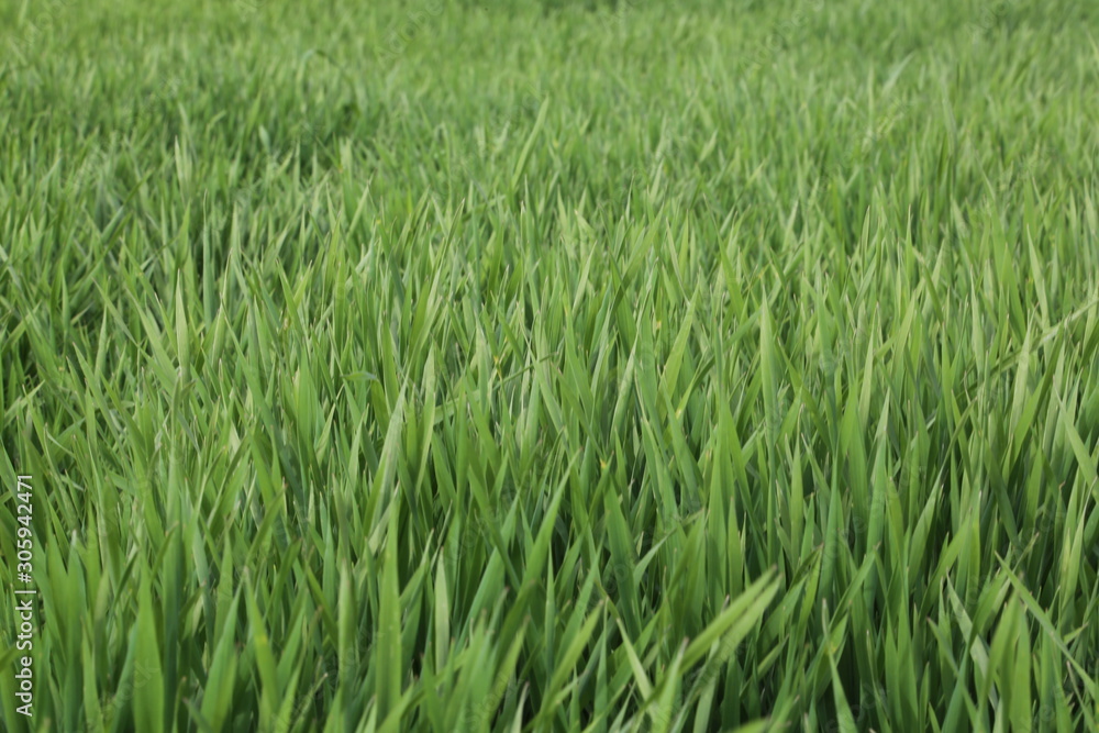 Lawns taken from close up, green grass Lawns taken from close up, green grass