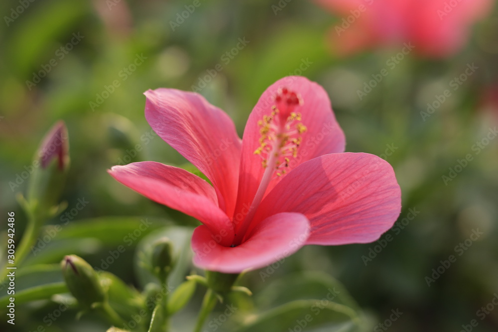 Natural beautiful red hibiscus flowers  