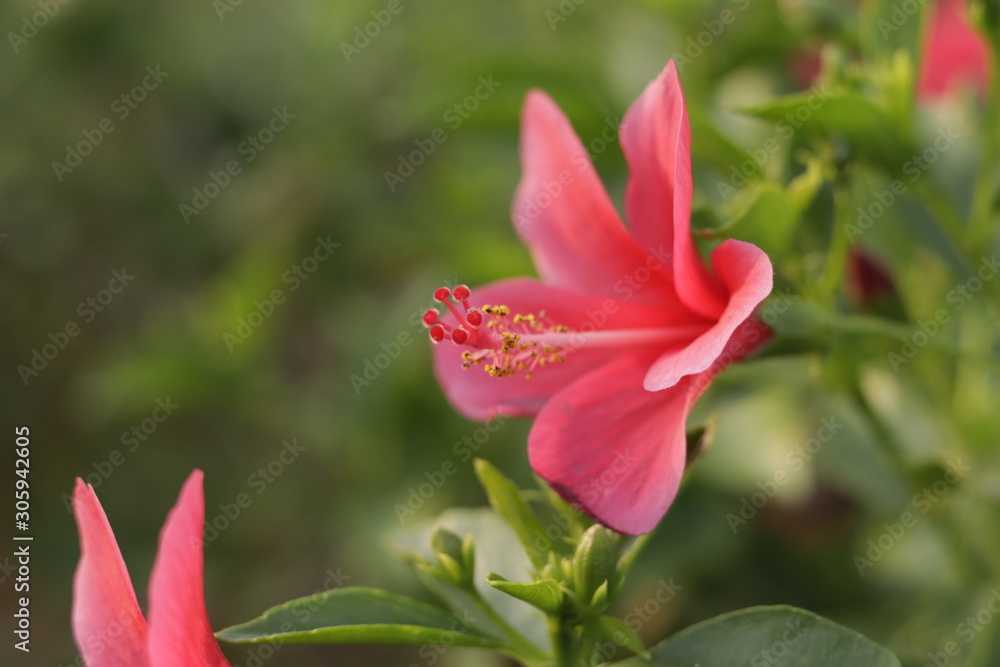 Natural beautiful red hibiscus flowers  