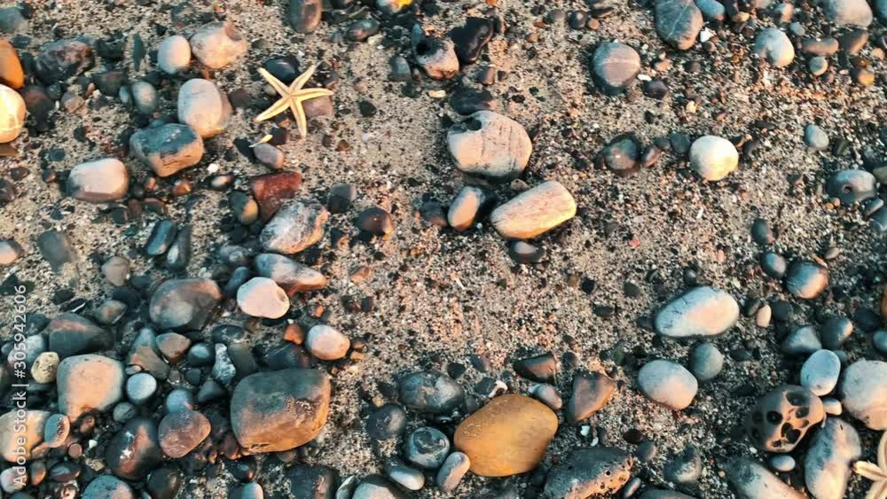 two Starfish on the Beach between stones and sand , asteroidea , colorful sea Beach stones two Starfish on the Beach between stones and sand , asteroidea , colorful sea Beach stones