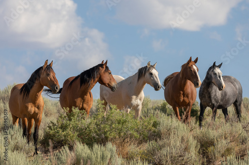 Wild Horses in Summer in Sand Wash Basin Colorado