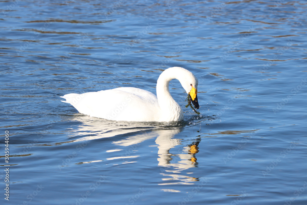 Obraz premium 白鳥 栃木県真岡市 五行川