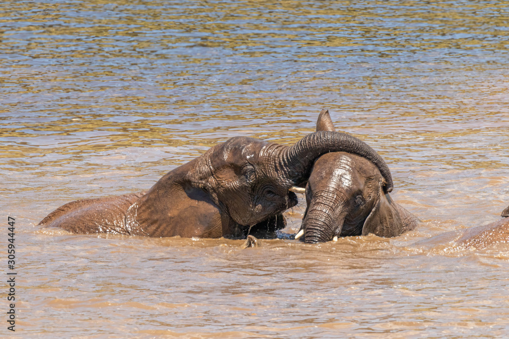 Elephants ( Loxodonta Africana) playing in the water, Pilanesberg National Park, South Africa. Elephants ( Loxodonta Africana) playing in the water, Pilanesberg National Park, South Africa.