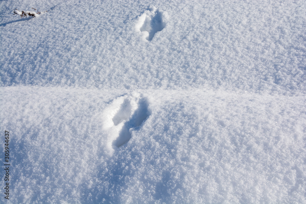 雪の上の野生動物の足跡