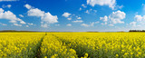 Path through blooming canola under a blue sky with clouds