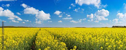 Path through blooming canola under a blue sky with clouds photo