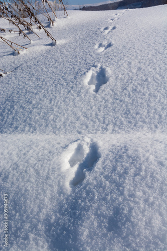 雪の上の野生動物の足跡