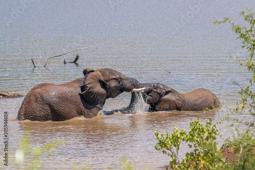 Elephants ( Loxodonta Africana) playing in the water, Pilanesberg, South Africa.