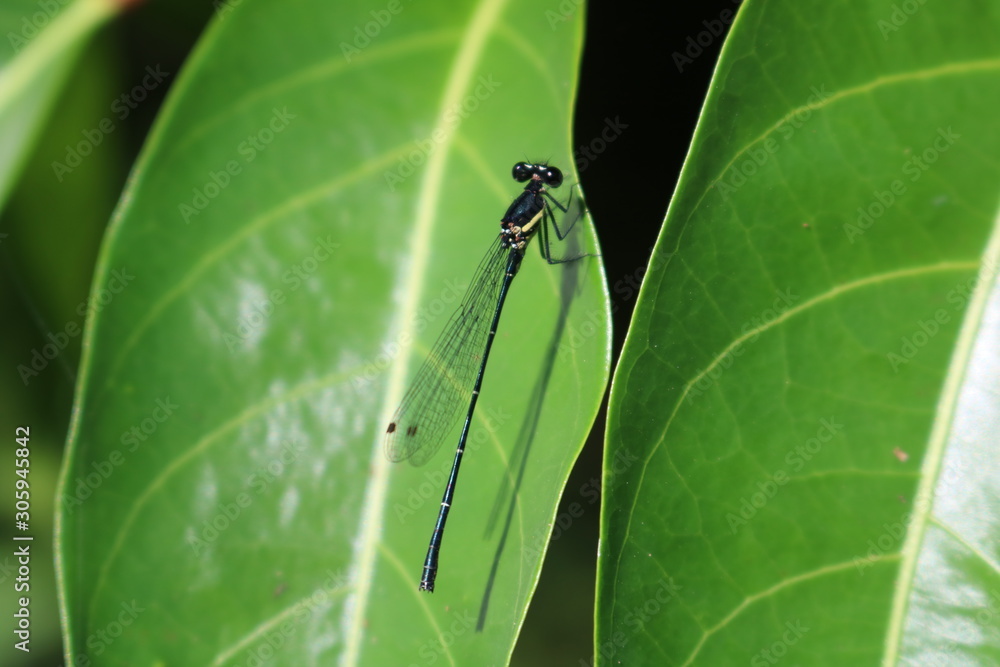 Fototapeta premium dragonfly on a leaf