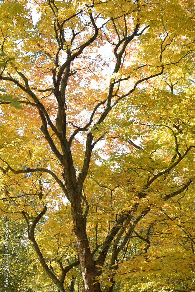Abstract Tree Abstract Tree