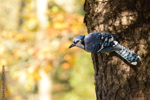 Autumn Blue Jay