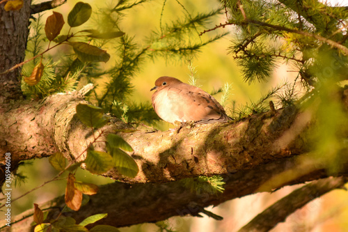 Front light Mourning dove