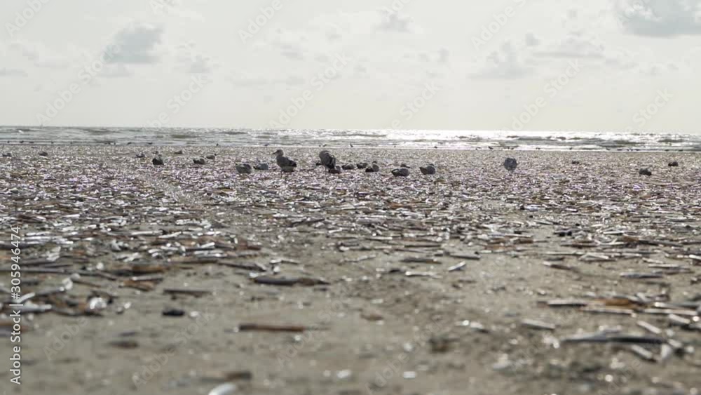 Slow motion pan of seagulls on beach