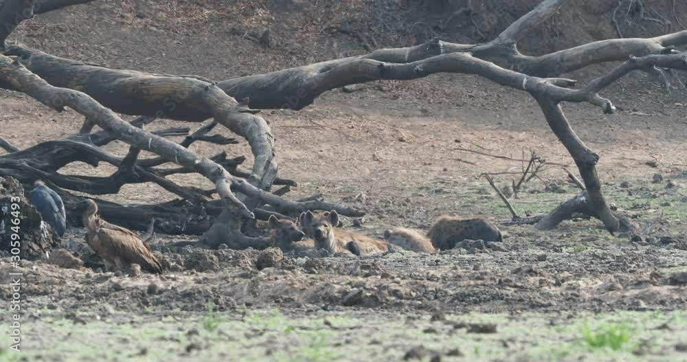 Spotted Hyena - Crocuta crocuta several hyenas and vultures feeding on the dead elephant in the mud, Mana Pools in Zimbabwe. Very dry ground early in the morning. Spotted Hyena - Crocuta crocuta several hyenas and vultures feeding on the dead elephant in the mud, Mana Pools in Zimbabwe. Very dry ground early in the morning.