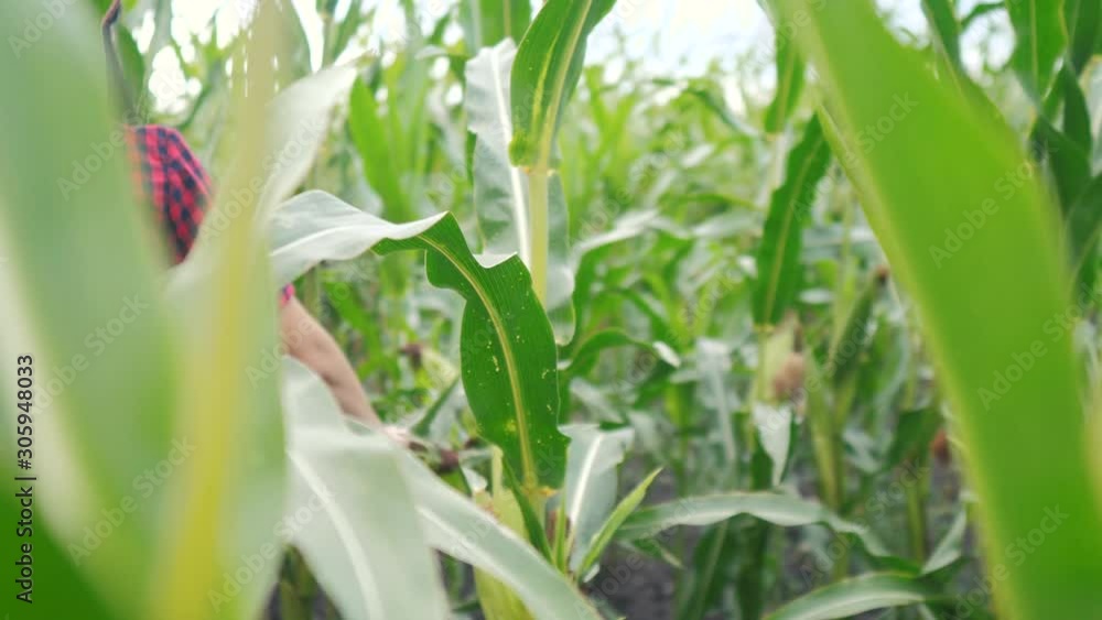 lifestyle smart eco harvesting agriculture farming concept . farmer girl plant researcher harvesting corn cobs on the farm . woman a with digital tablet works in the field lifestyle smart eco harvesting agriculture farming concept . farmer girl plant researcher harvesting corn cobs on the farm . woman a with digital tablet works in the field