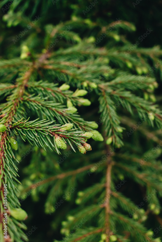 Green twigs of fir tree, closeup Green twigs of fir tree, closeup